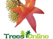 Sweet Gum